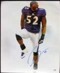 SUPER BOWL XLVII: Ray Lewis Superb Signed 16" x 20" Color Photo (PSA/DNA ITP)