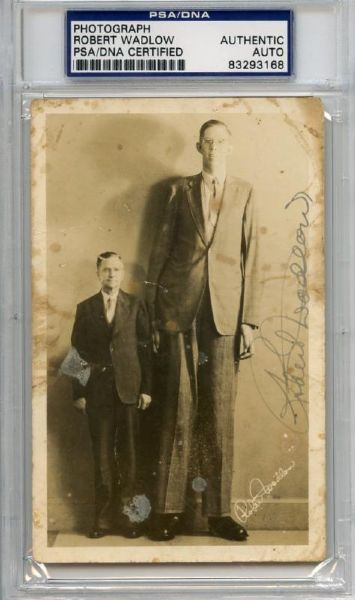 Ripleys Believe It or Not: Robert Wadlow (Worlds Tallest Man) Signed Vintage Postcard Photo (PSA/DNA Encapsulated)