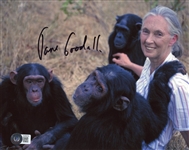 Jane Goodall Signed 8" x 10" Photo (Beckett/BAS)